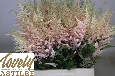 Astilbe erika 70cm