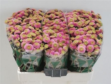 Chryzantema santini jeann pink
