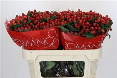 Hypericum true romance 70