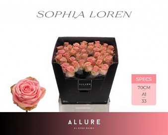 Róża sophia loren 70/40 allure