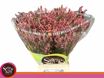 Limonium sin vivid daimond 75cm