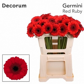 Gerbera mini red ruby