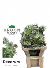 Eryng lov white green 75cm