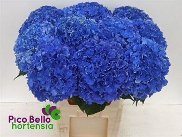 Hydrangea m roy parade  80cm