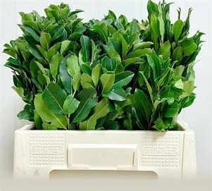 Arbutus unedo 65cm