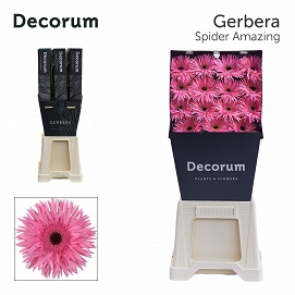 Gerbera gr amazing