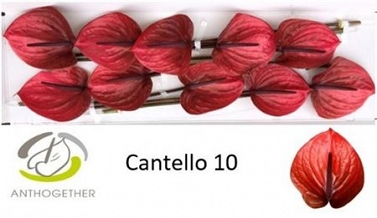 Anthurium cantello 10