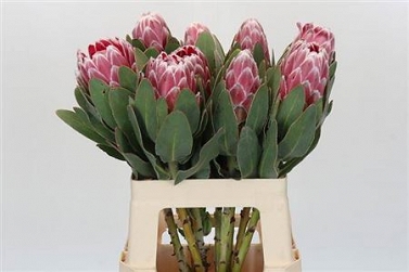 Protea lady di 60cm