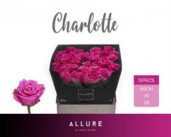 Róża tan charlotte 60/40 allure