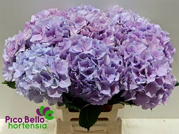 Hydrangea m roy benefi 60cm