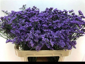 Limonium main blue 75cm