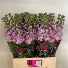 Matthiola mathilda pink 70cm