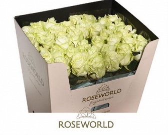 Róża white naomi 80/40 roseworld