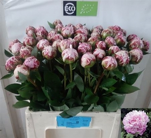 Paeonia sarah 60cm (60) daan Haket