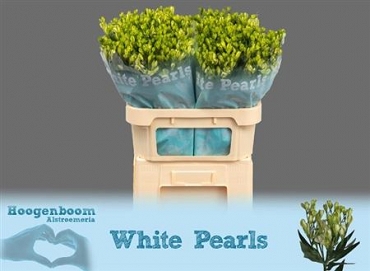 Alstromeria white pearls 75cm