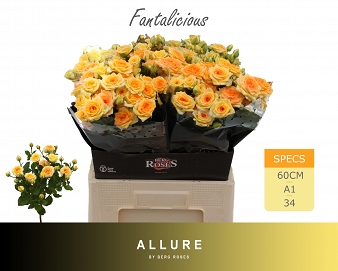 Róża tr fantalicious 60/25 allure