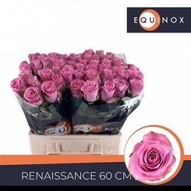 Róża renaissance 60/60 equinox