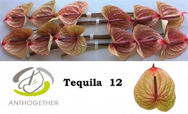 Anthurium tequila 12