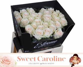 Róża sweet caroline 60/40 brockoof extreme