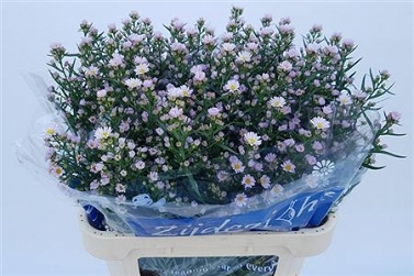 Aster claudia 80cm