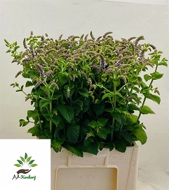 Mentha jocka 70cm