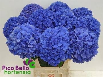 Hydrangea m pimpernel 80cm