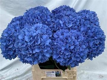 Hydrangea m pimpernel 80cm