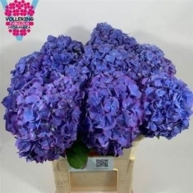 Hydrangea m pimpernel 80cm