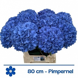 Hydrangea m pimpernel 80cm