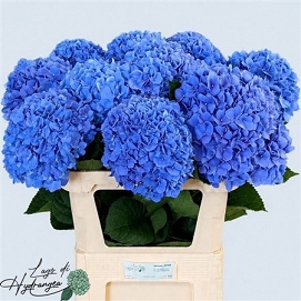 Hydrangea m pimpernel 80cm