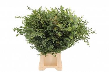 Eucalipthus parvifolia 70cm