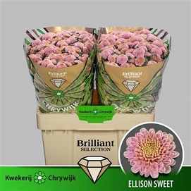 Chryzantema santini ellison sweet briliant