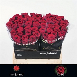 Róża red naomi 60/50 marjoland XL