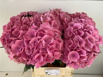 Hydrangea m elbat Rz 80cm