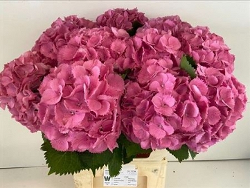 Hydrangea m elbat Rz 80cm