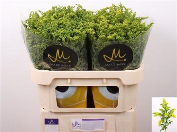 Solidago carzan glory 70cm