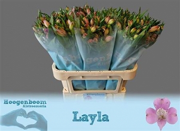 Alstromeria lalya ex 90gr