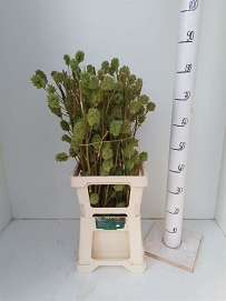 Glycyrh yunnanen 80cm