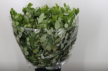 Pittosporum ralph 60cm