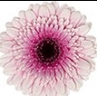 Gerbera mini herrera