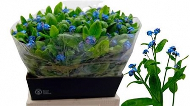 Myosotis 40cm