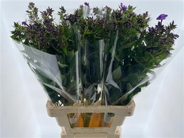 Phlox crissy 70cm