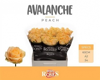 Róża avalanche peach 60/60 van den berg A2