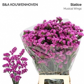Limonium s musical wings 75cm
