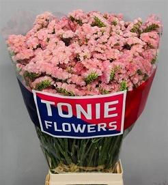 Limonium s emma peach 80cm