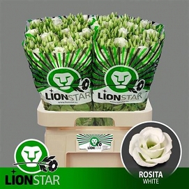 Eustoma rosita white lion star