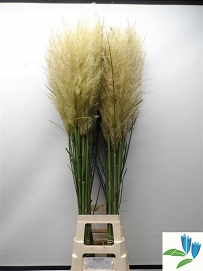 Cortaderia se evita 130cm
