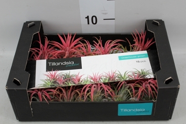 D tillandsia 15/ red
