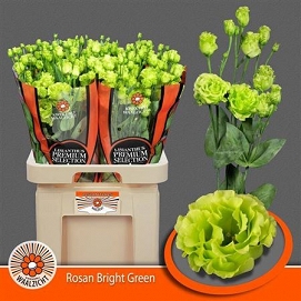Eustoma rosanne green waalzicht