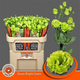 Eustoma rosanne green waalzicht